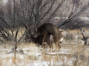 HS50exr Photo of a 4x4 Mule Deer Mounting a Doe