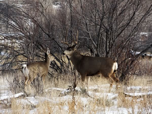 HS50exr Photo of a 4x4 Mule Deer