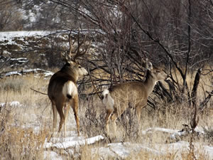 HS50exr Photo of a 4x4 Mule Deer