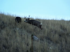 HS50exr Photo of a Big 3 Point Mule Deer