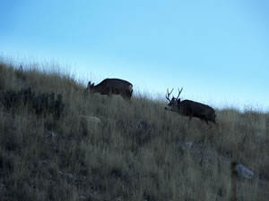HS50exr Photo of a Big 3 Point Mule Deer