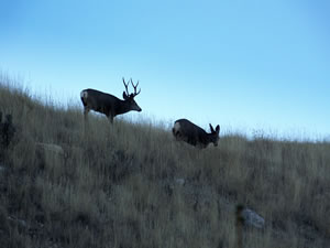 HS50exr Photo of a Big 3 Point Mule Deer