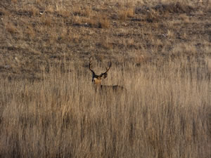 HS50exr Photo of a 3x4 Crab Fork Mule Deer Bedded