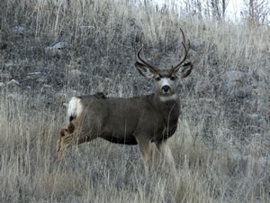 HS50exr Photo of a small 4 Point Mule Deer