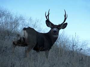 HS50exr Photo of a small 4 Point Mule Deer