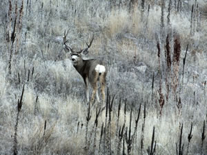 HS50exr Photo of Tall Four Point Mule Deer