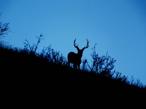 HS50exr Photo of Tall Four Point Mule Deer
