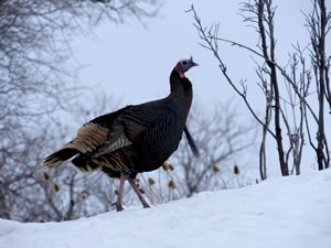 HS50 exr Photo of Tom Turkey on Skyline
