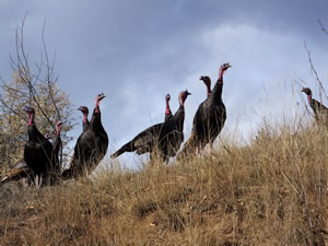 HS50exr Photo of Tom Turkeys on Skyline
