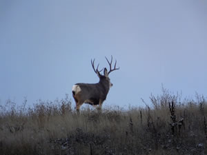HS50exr Photo of a Four Point Typical Mule Deer Ears Back On Skyline