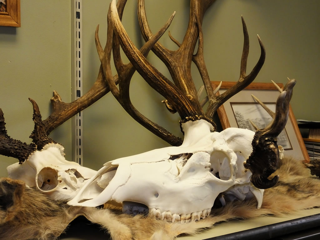 European Skull Mount of Charlie One Horn Elk