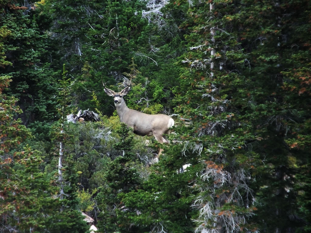 Large 2 point Mule Deer