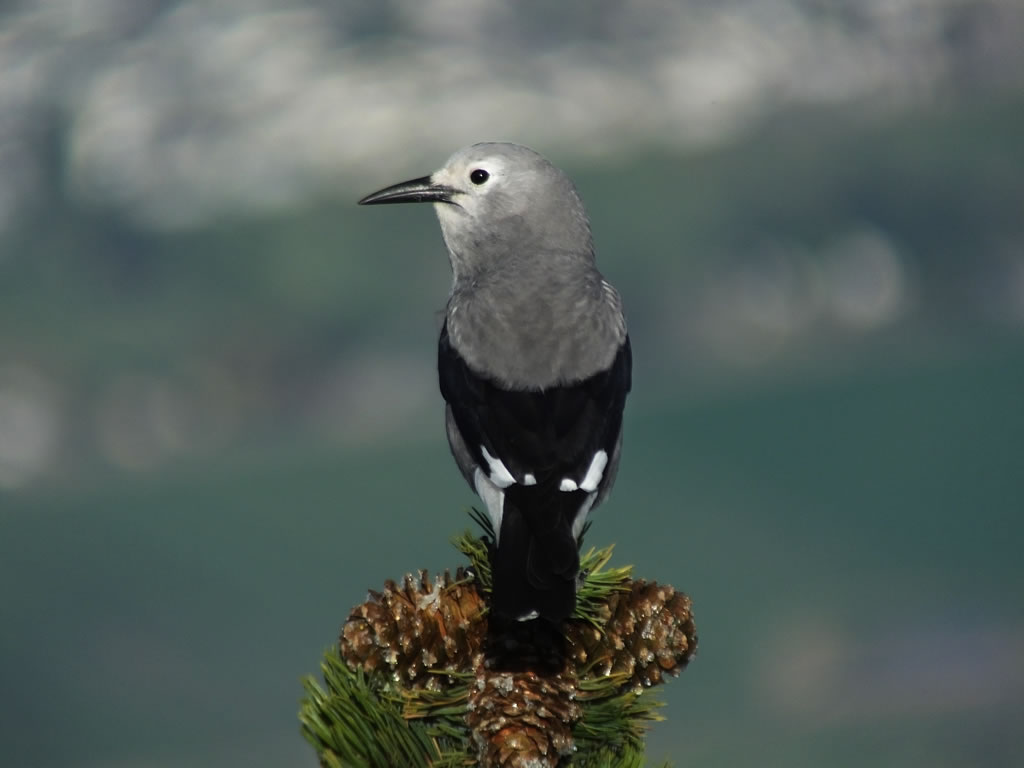 Clarks Nutcracker
