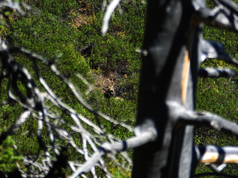 Mule deer in chaparral at 269 yards