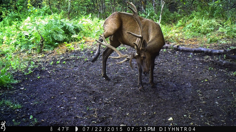 7x8 Bull Elk