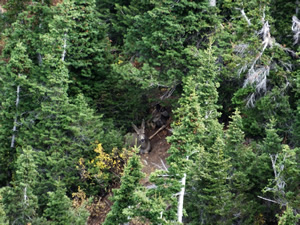 Doe and fawn bedded in a favorite deer bed