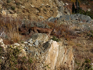 Mountain Lion with cut face