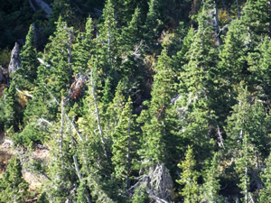 small mule deer buck bedded