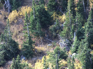 small mule deer buck bedded
