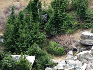 small mule deer buck bedded