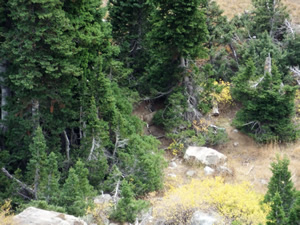 small mule deer buck bedded