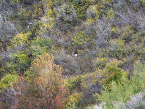 small mule deer buck bedded