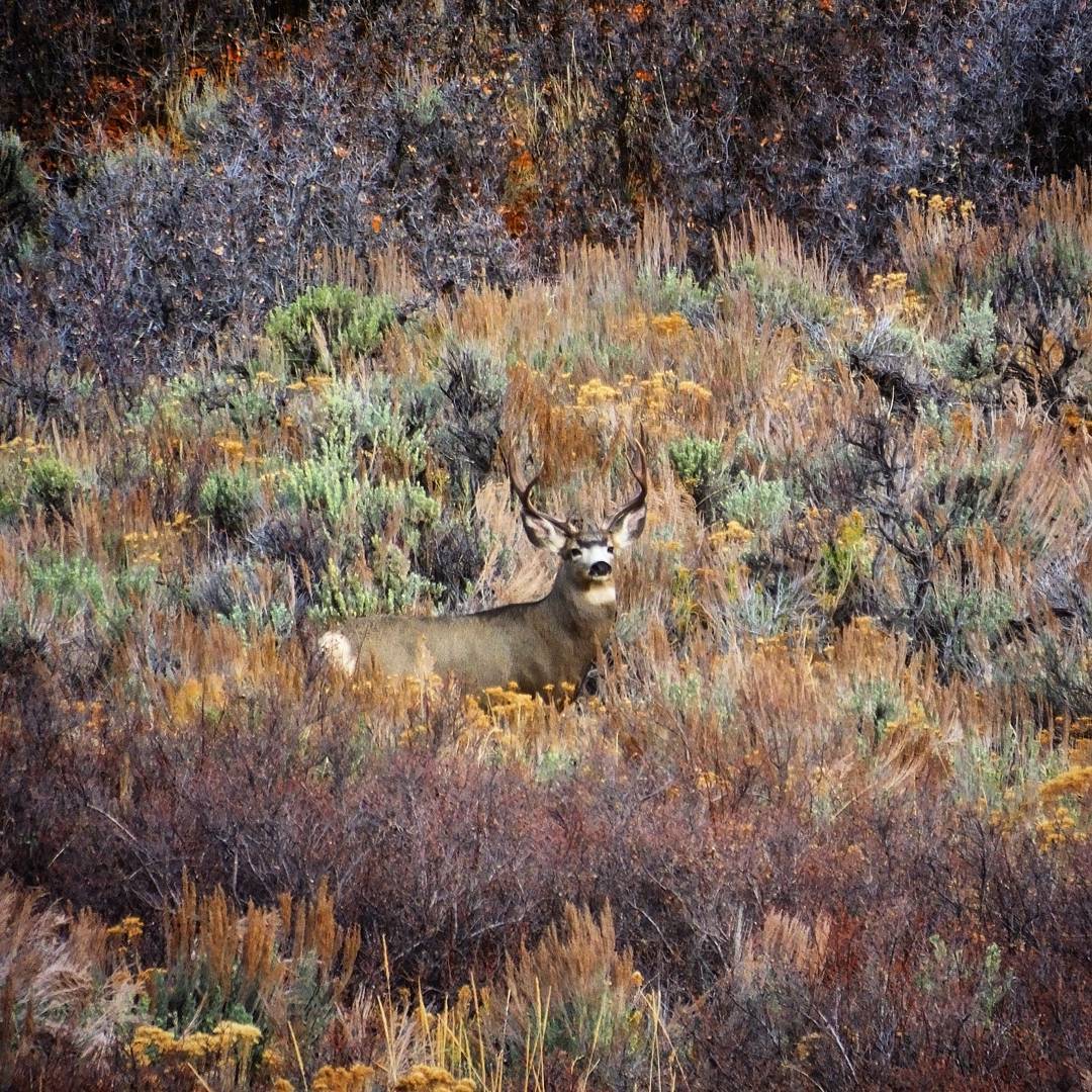 The buck that showed up right after Landen shot his first deer.