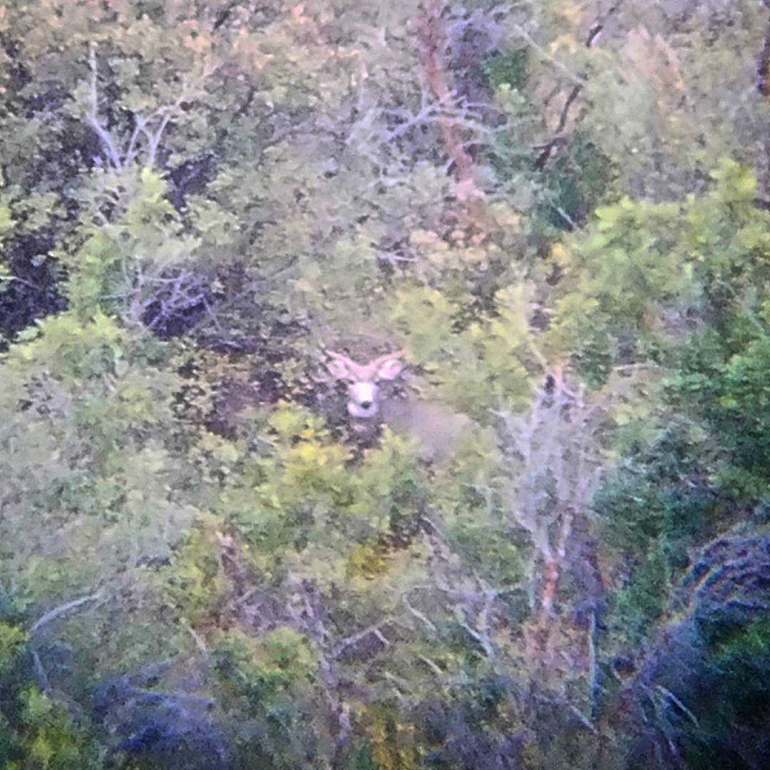 18 inch 2 point buck spotted.