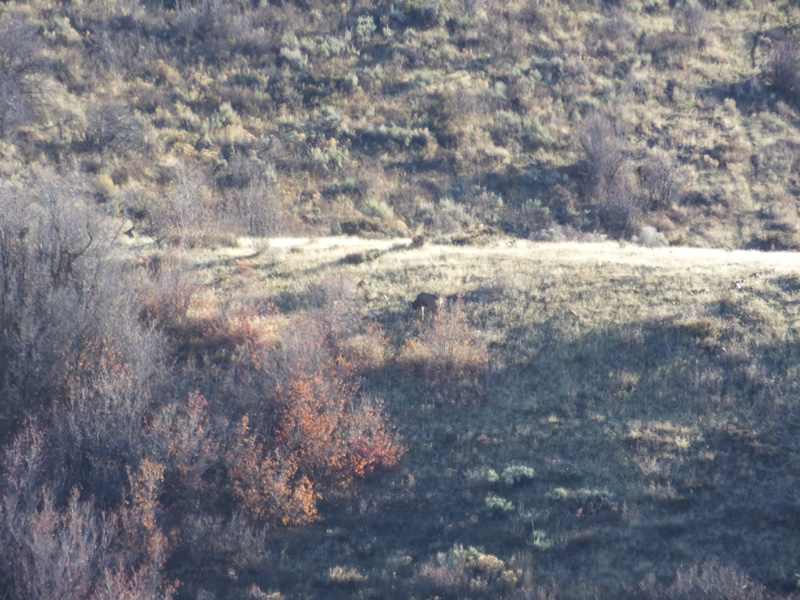 My 2017 buck just before I shot him.