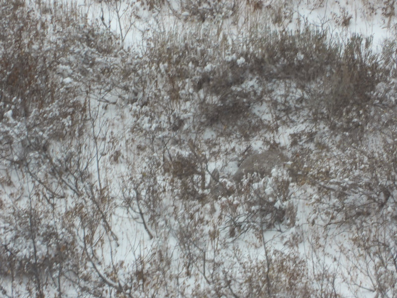 Buck Down - Durst Mountain CWMU