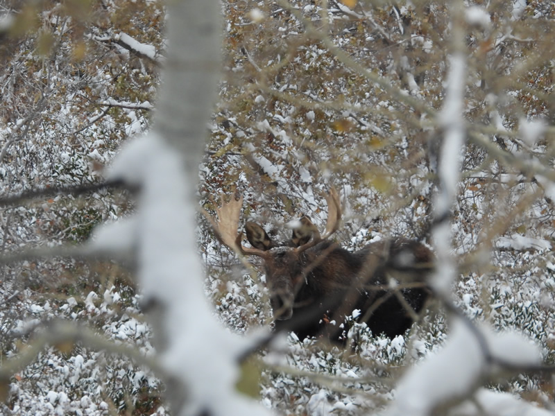 Bull Moose - Durst Mountain CWMU