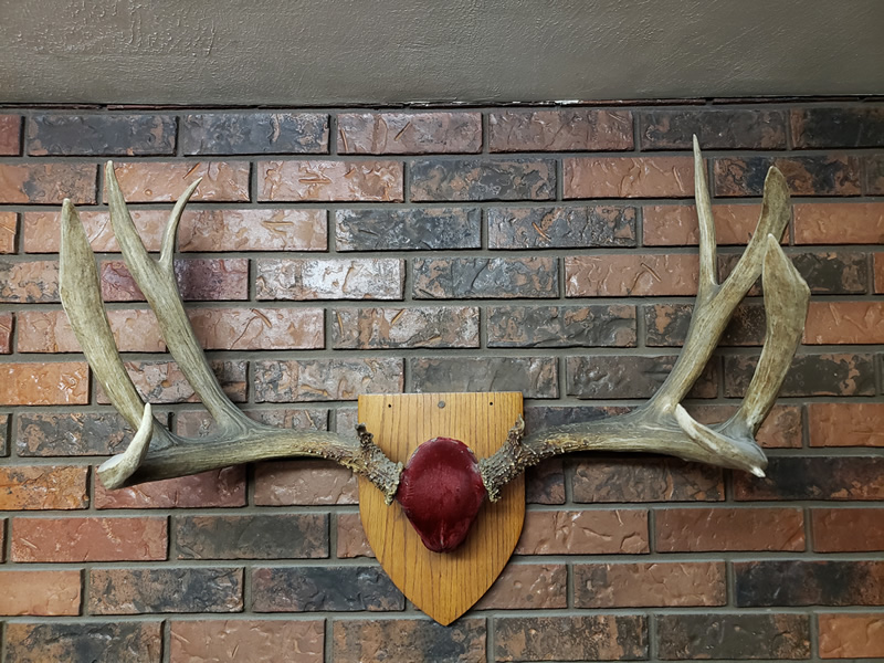 My Dad's first buck - Durst Mountain CWMU