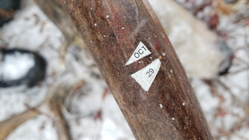 October 29, Tagged Out Mule Deer - Durst Mountain CWMU