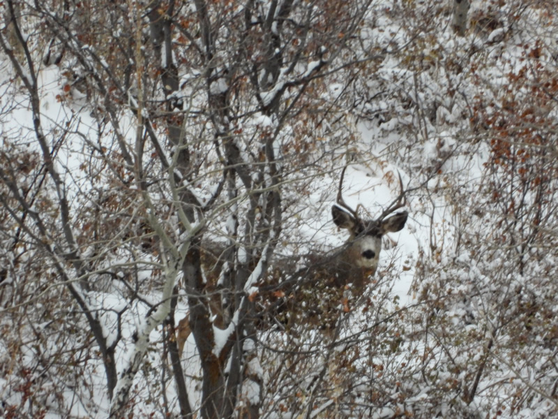 Young Buck - Durst Mountain CWMU