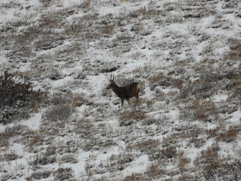 Young Buck - Durst Mountain CWMU