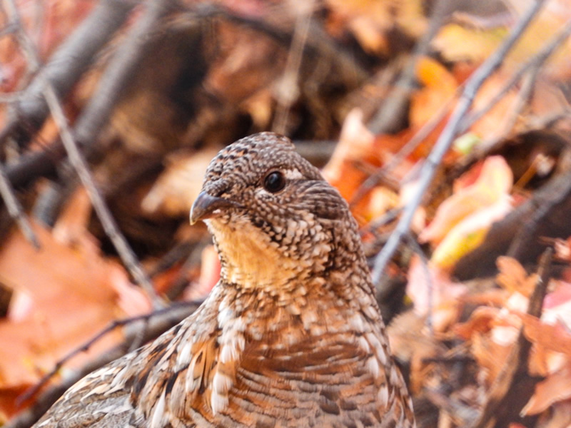Ruffed Grouse.