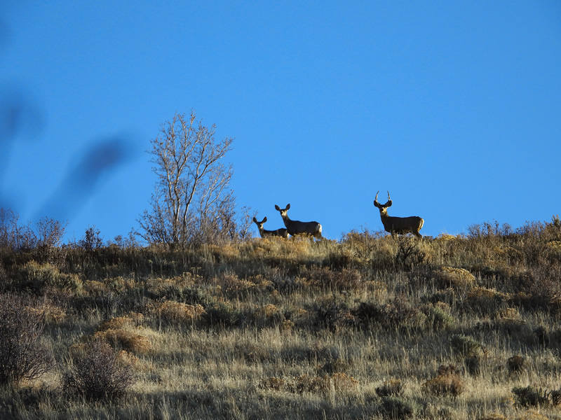 Mule deer on the skyline.