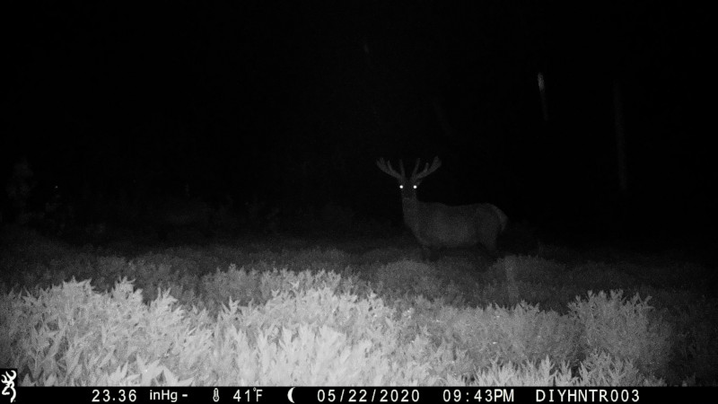 HD image of a Elk from a Browning Defender Wireless Cellular Trail Camera