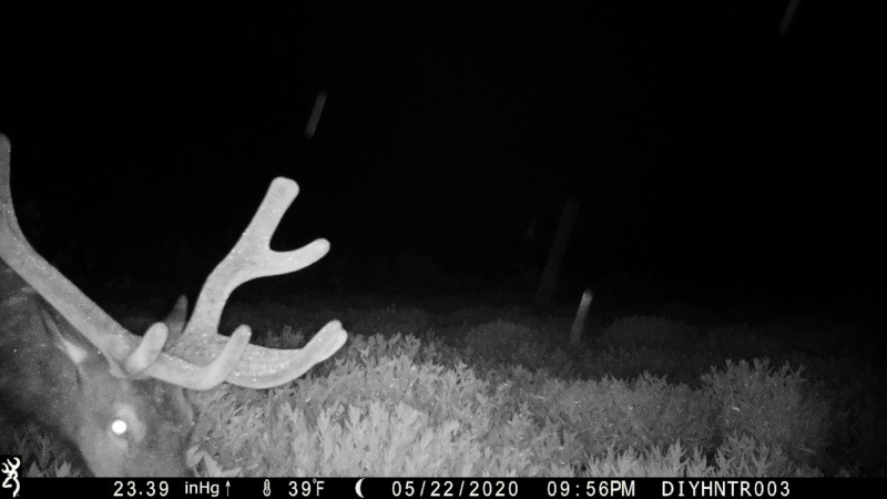HD image of a Elk from a Browning Defender Wireless Cellular Trail Camera