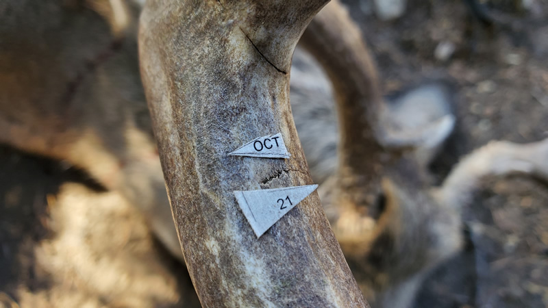 Broadhead cut through antler