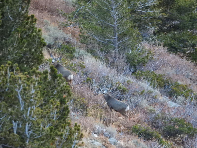 Small bucks Kaden passed on.