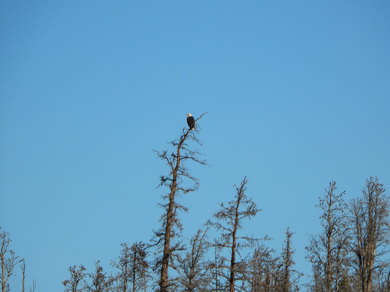 Bald Eagle Uinta mountains..