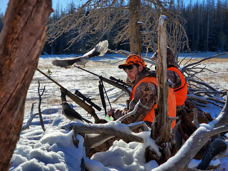 Canada Jays flying around us while elk hunting in the Uinta mountains.