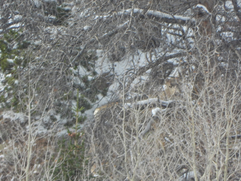 Good mule deer buck in the Uinta mountains.
