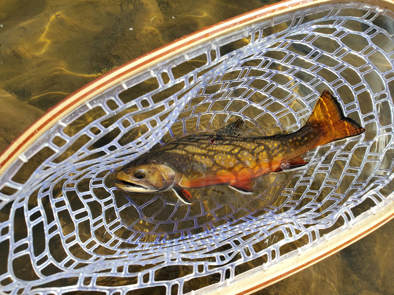 My personal best Brook Trout caught with a Tenkara rod.