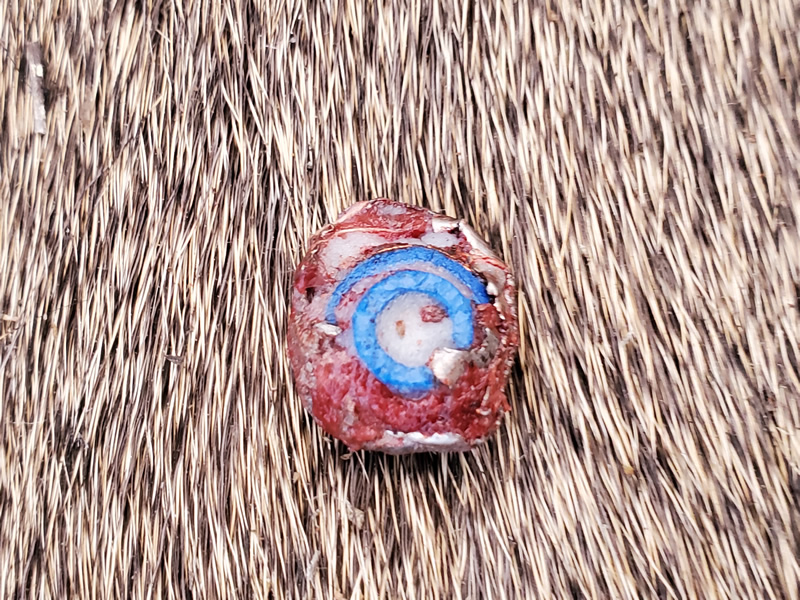 45 caliber ELR Powerbelt bullet recovered from mule deer.