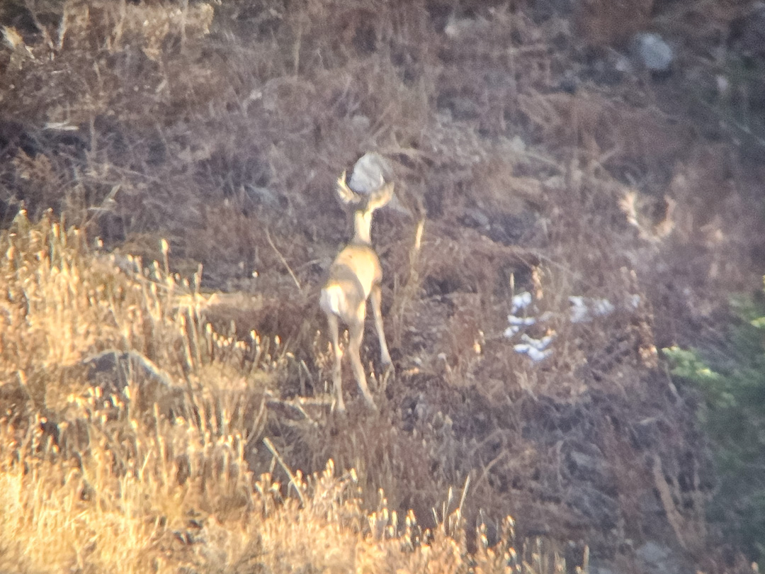Mule deer option one on the evening I took my buck.