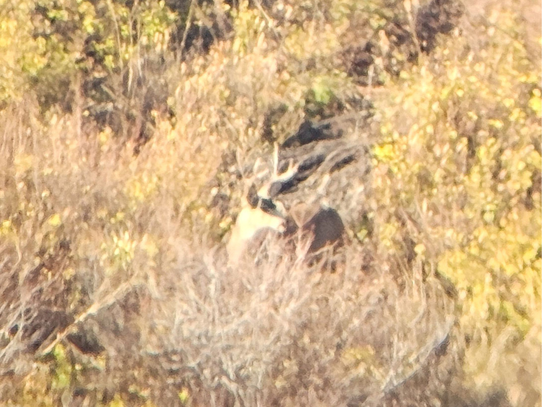Mule deer option two on the evening I took my buck.