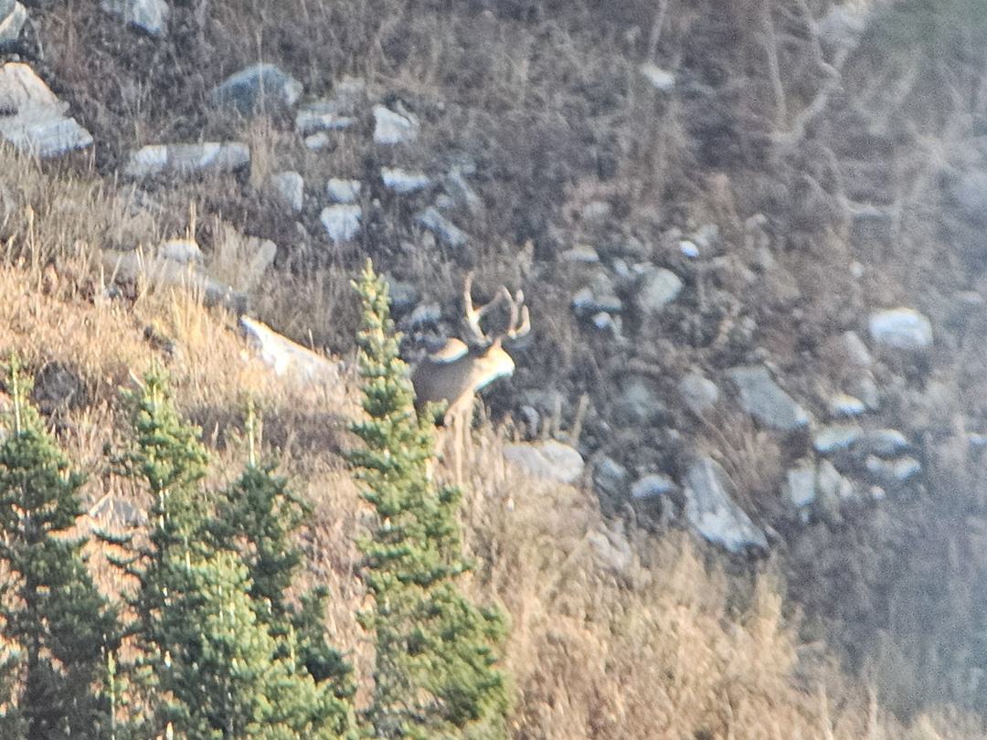 Mule deer option three and the buck I shoot not long after taking this digiscope image of him.