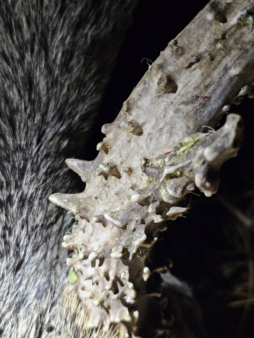 Mule deer antler burrs